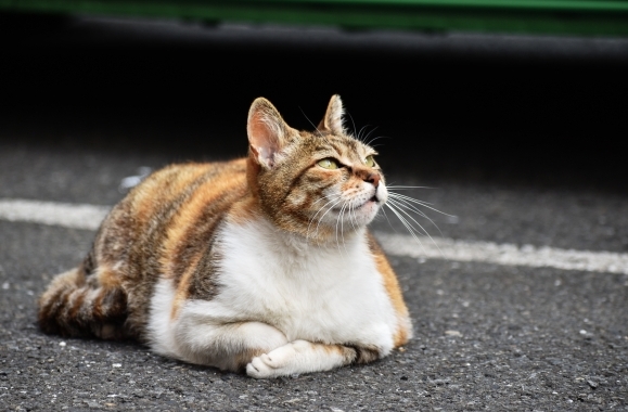 死亡通知に「享年」と入れる?入れない?